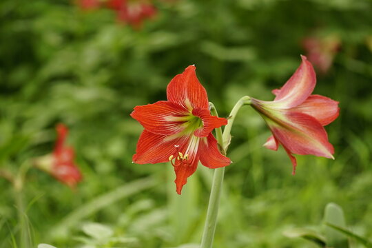 Red Hippeastrum striatum flowers bloom in the garden