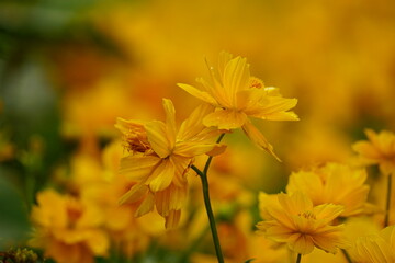 Cosmos bipinnatus flower close-up