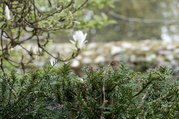  Wren Troglodytes troglodytes perched in a hedge with a magnolia bud blurred in the background