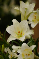 White Lilium longiflorum flowers bloom