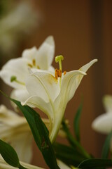 Obraz premium White Lilium longiflorum flowers bloom