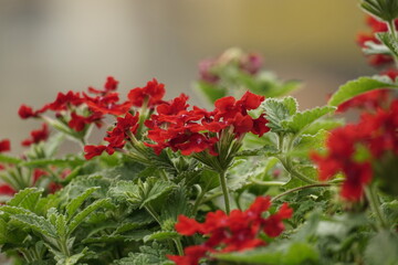 Red Verbena hybrida flower close-up