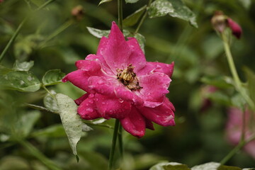 Roses bloom in the garden