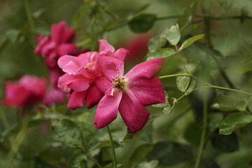 Roses bloom in the garden