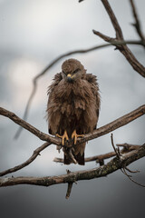 bird of prey