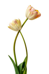 A pair of interesting tulips with shades of white, yellow and pink, isolated on a white background. - 809028777
