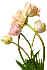 Five interesting tulips in shades of white, yellow and pink, isolated on a white background. - 809028791