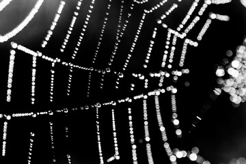 spider web with dew drops