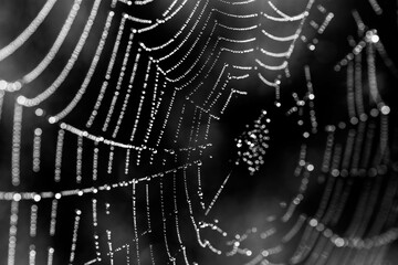 spider web with dew drops