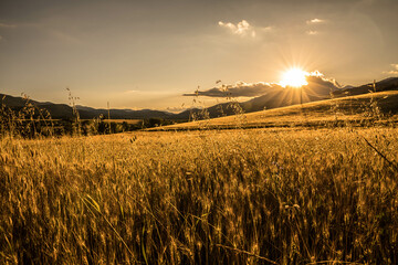 sunset over wheat field