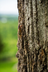 Cicada in a tree, 2024 brood 