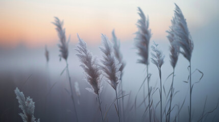 Delicate reeds in a misty sunrise landscape