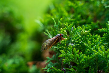Cicada