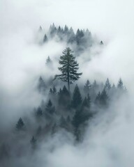 a serene forest scene with a single tree emerging from a sea of fog