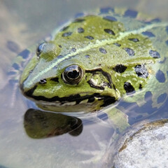 Wasserfrosch
