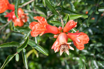 The Pomegranate flowers in the park.