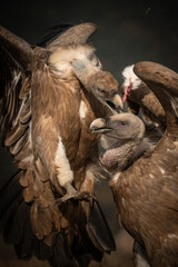 vulture in flight