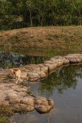 animal dog yellow fur in the river Viet Nam