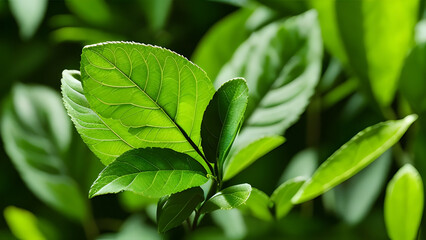 green leaves of a tree