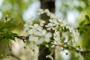Cherry blossoms, a twig with flowers on the street