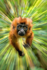 Fototapeta premium A small monkey hangs from a tree branch in a lush forest setting, showcasing its agile movements in its natural habitat