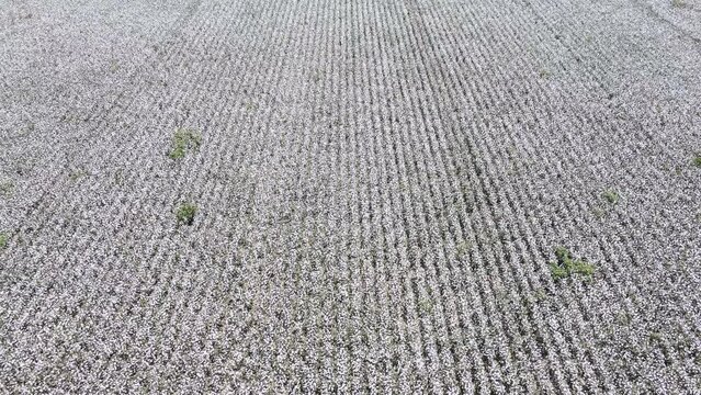 Footage of cotton fields taken with a drone.