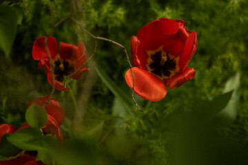 Obraz premium A tulip on the street in spring