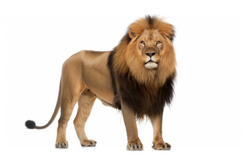 A majestic lion standing proudly on a plain white background, showcasing its strength and beauty