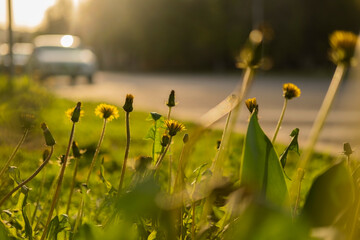 Dandelion in the grass by the road