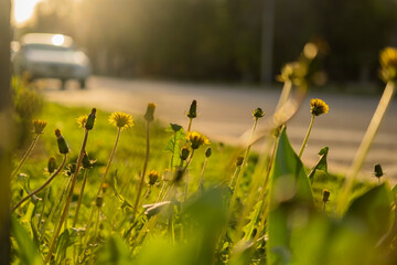 Dandelion in the grass by the road