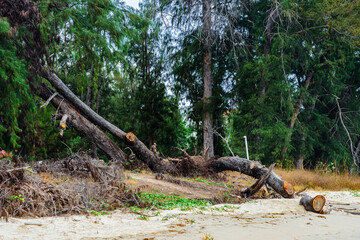 View of broken tree on sea shore. Fallen pine tree. Uprooting of pine stumps on beach near sea....