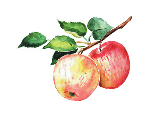 Apple, watercolor illustration  of  red apples, fruits, watercolor food illustration , hand drawn illustration 