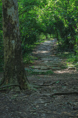 path in the forest