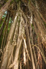 Rainforest