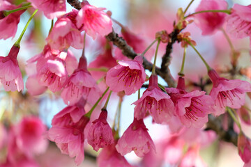 Obraz premium Spring blooming a small tree Taiwan cherry, Formosan cherry, or bellflower cherry (lat.- Prunus campanulata)