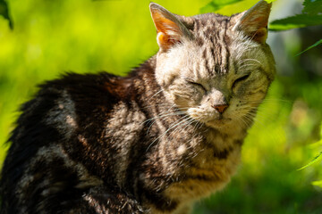 日向ごっこをする老猫