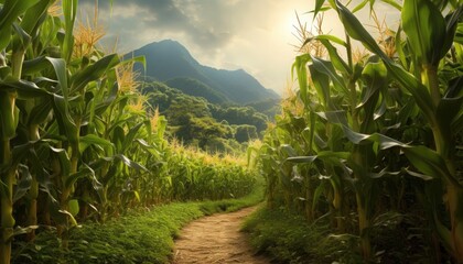 A dirt path winds through a cornfield with tall stalks of corn on either side.