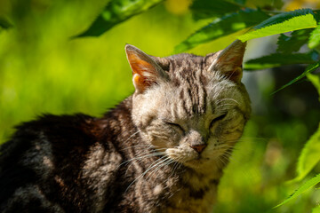 日向ごっこをする老猫