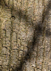 illuminated by sunlight maple tree bark