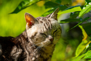 日向ごっこをする老猫