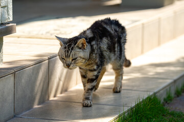 日向ごっこをする老猫