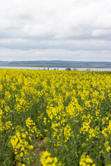 yellow rapeseed flowers against the sky with clouds