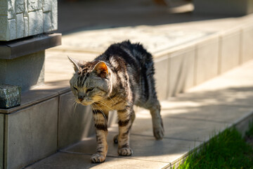 日向ごっこをする老猫