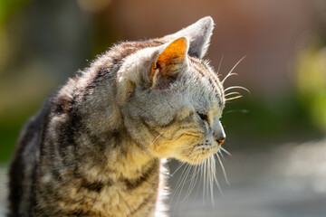 日向ごっこをする老猫