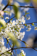 cherry blossoms in the orchard