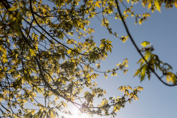 beautiful new maple foliage in sunny weather