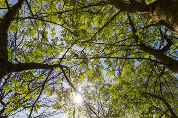 beautiful new rowan foliage in sunny weather