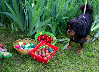   easter eggs and dog king charles spaniel