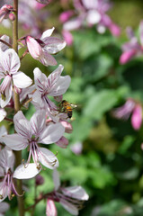 pink and white flowers dictamnus albus