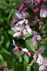 pink and white flowers dictamnus albus